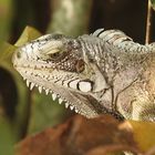 Iguane les iles Saintes Guadeloupe