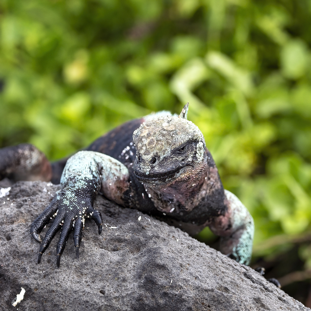 Iguane marin