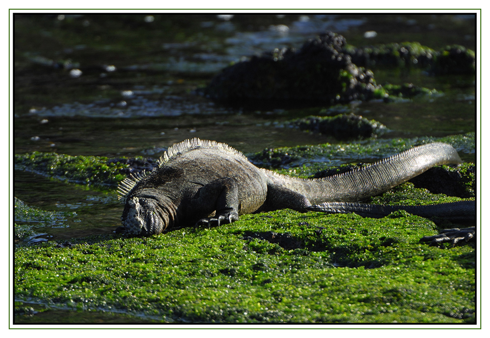 Iguane marin broutant les algues