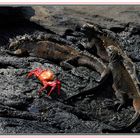 Iguane marin et crabe rouge des Galapagos