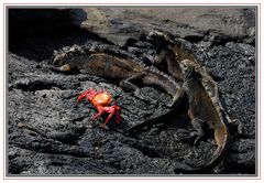 Iguane marin et crabe rouge des Galapagos