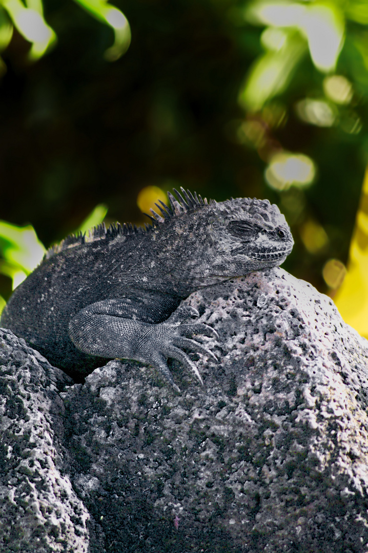 Iguane marin sur son rocher