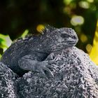 Iguane marin sur son rocher