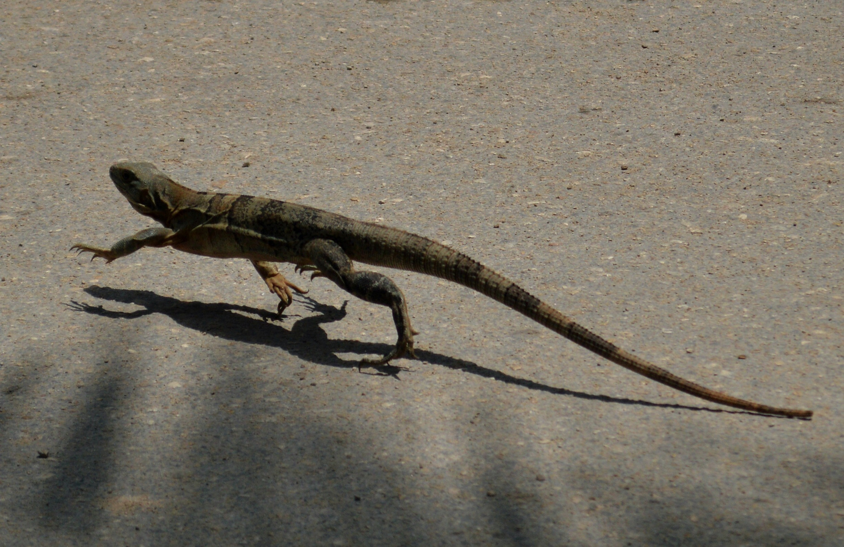 Iguane - Mexique