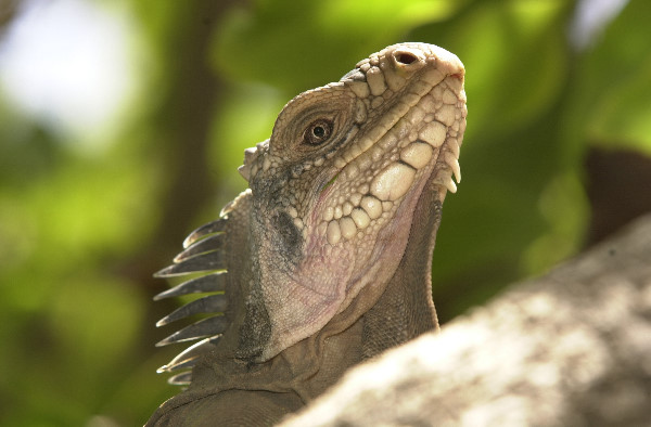 Iguane sur Petite-Terre en Guadeloupe