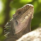 Iguane sur Petite-Terre en Guadeloupe