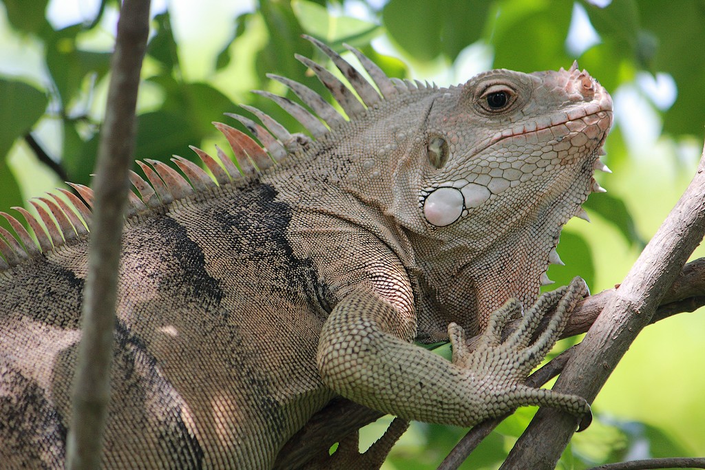 Iguane sur Tobago Cays