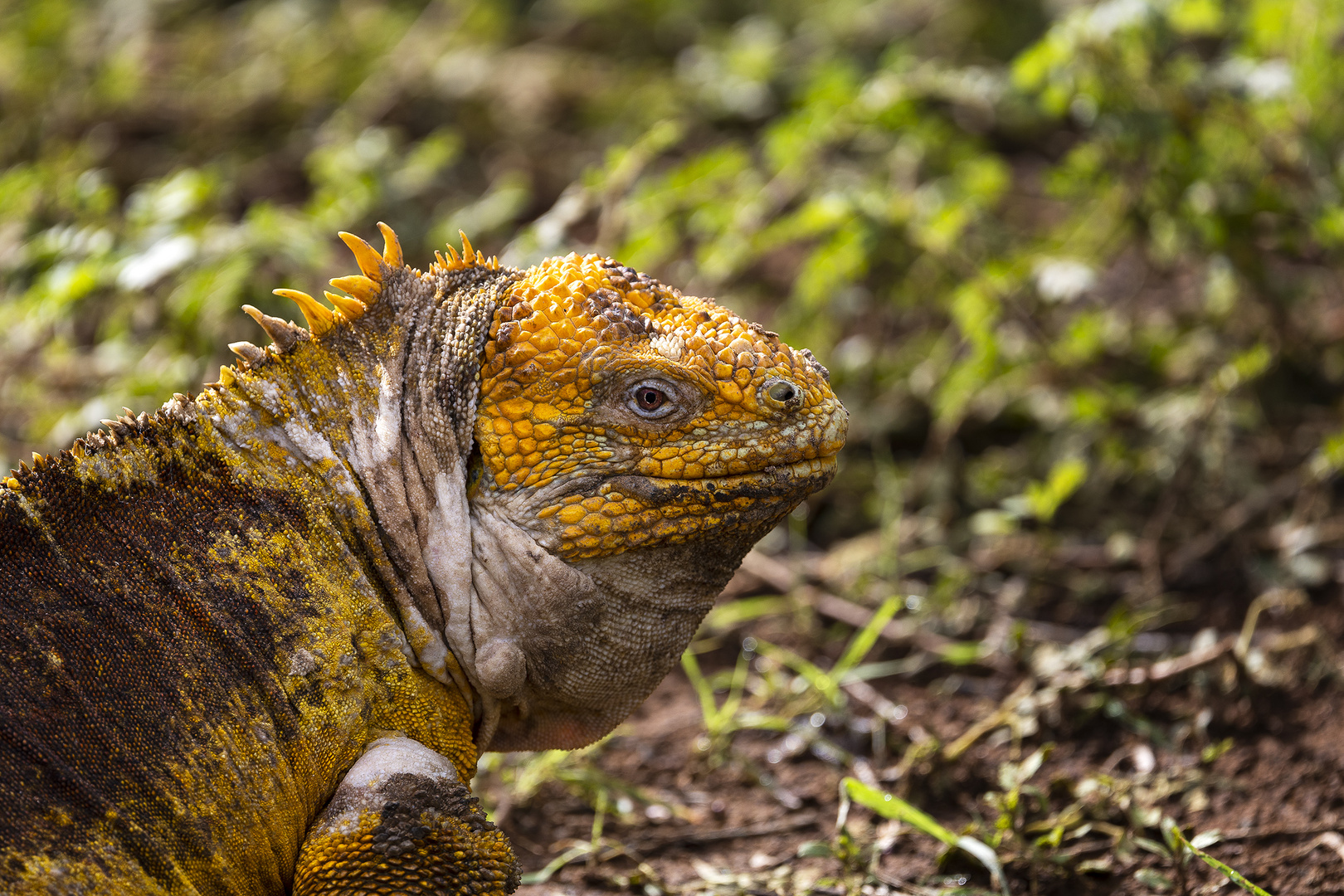 Iguane terrestre