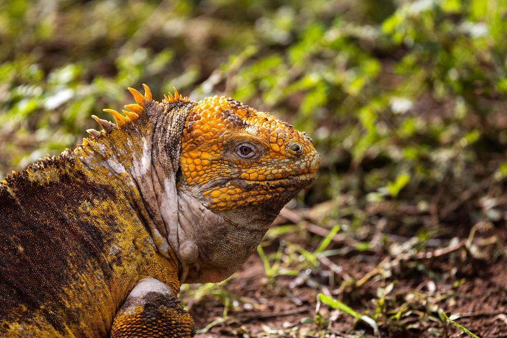 Iguane terrestre