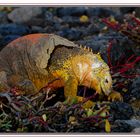 Iguane terrestre dans un tapis rouge