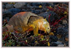 Iguane terrestre dans un tapis rouge