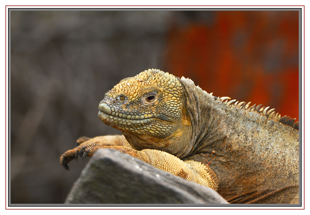 Iguane terrestre de l'île de Santa fée