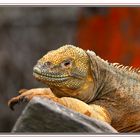 Iguane terrestre de l'île de Santa fée