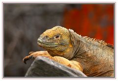 Iguane terrestre de l'île de Santa fée