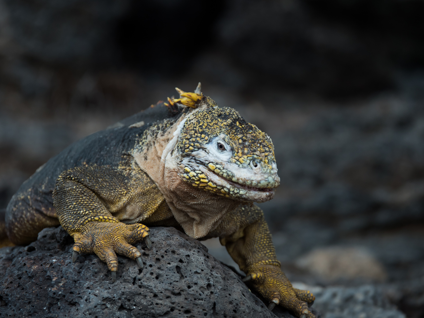 Iguane terrestre des Galapagos