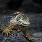 Iguane terrestre des Galapagos