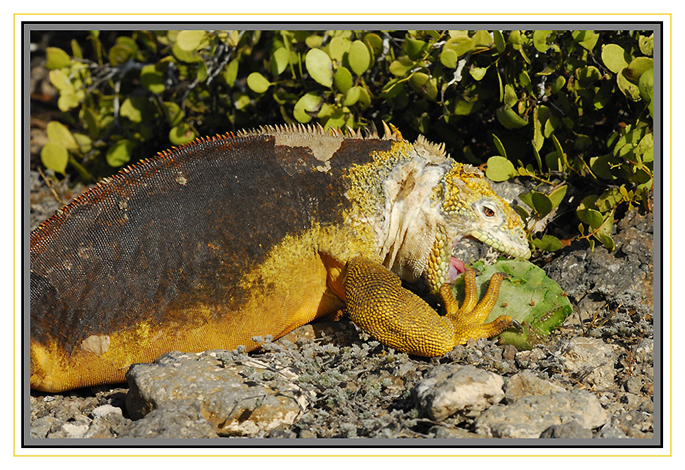 Iguane terrestre friand des fruits des cactus