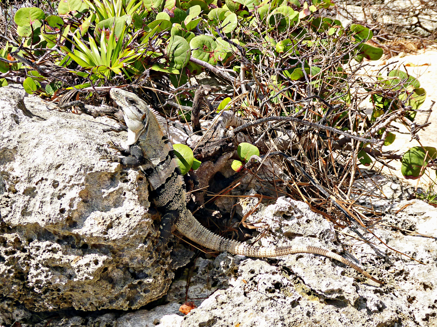 Iguane très familier