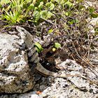 Iguane très familier