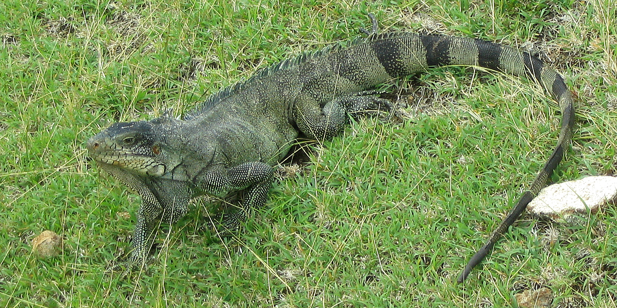 Iguane vert