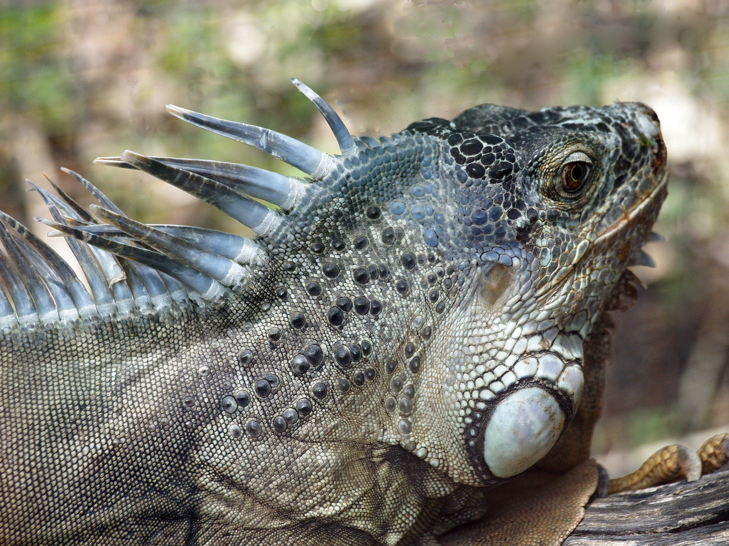 Iguane vert	