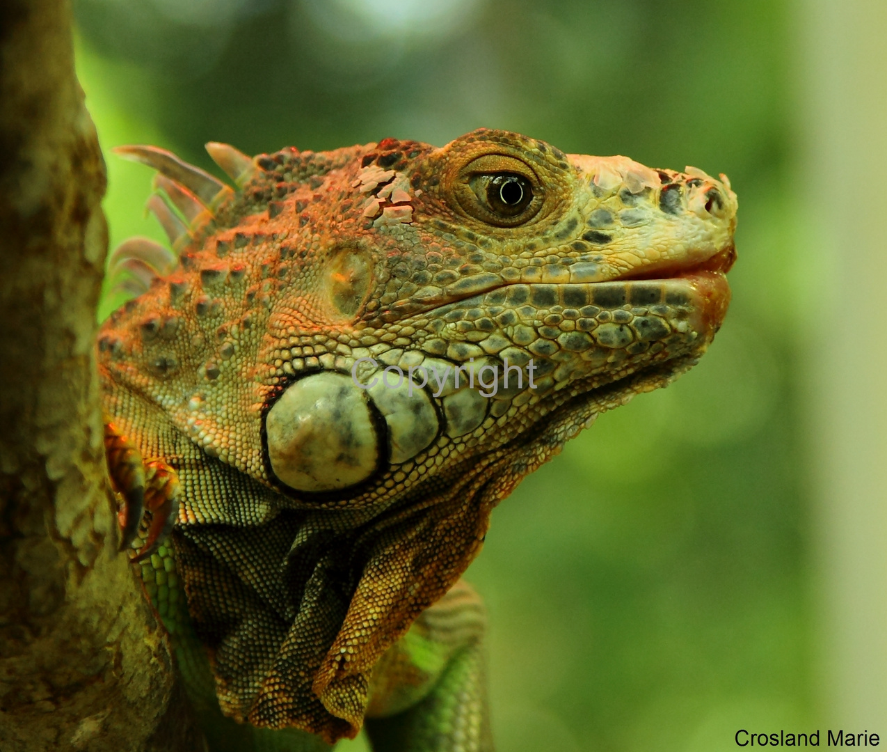 Iguane vert