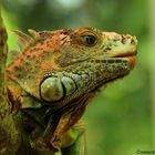 Iguane vert