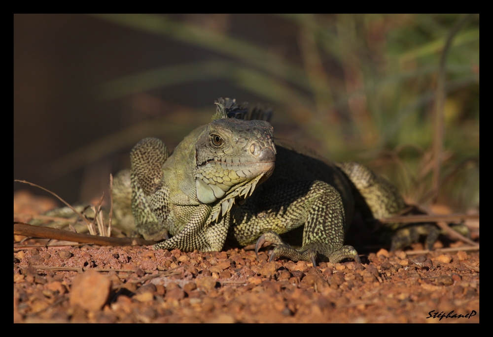 Iguane Vert