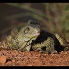 Iguane Vert