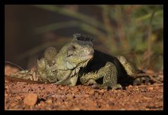 Iguane Vert