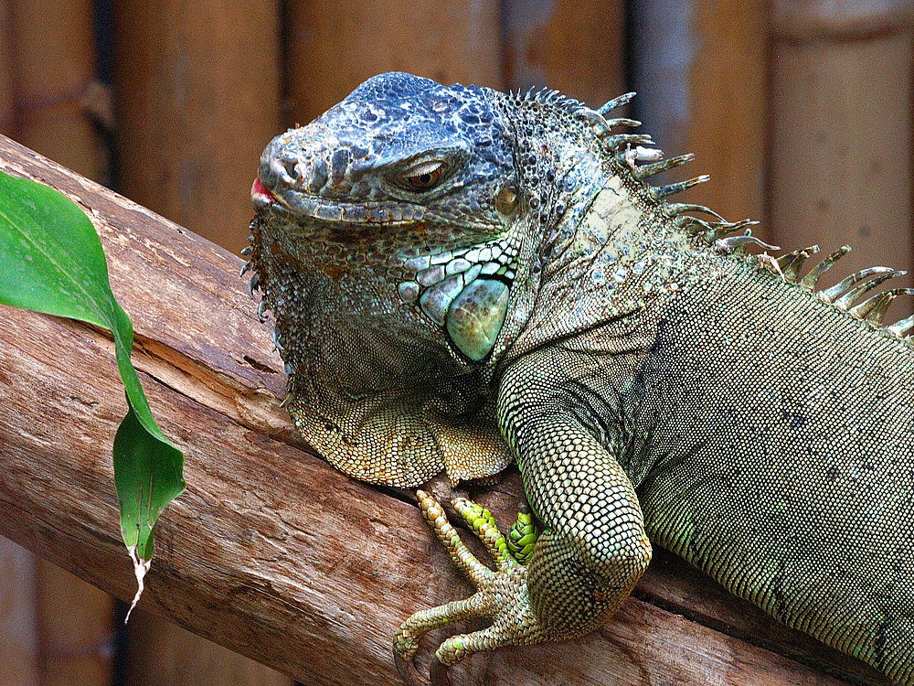Iguane vert -- Parc zoologique et forestier de Nouméa