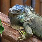 Iguane vert -- Parc zoologique et forestier de Nouméa