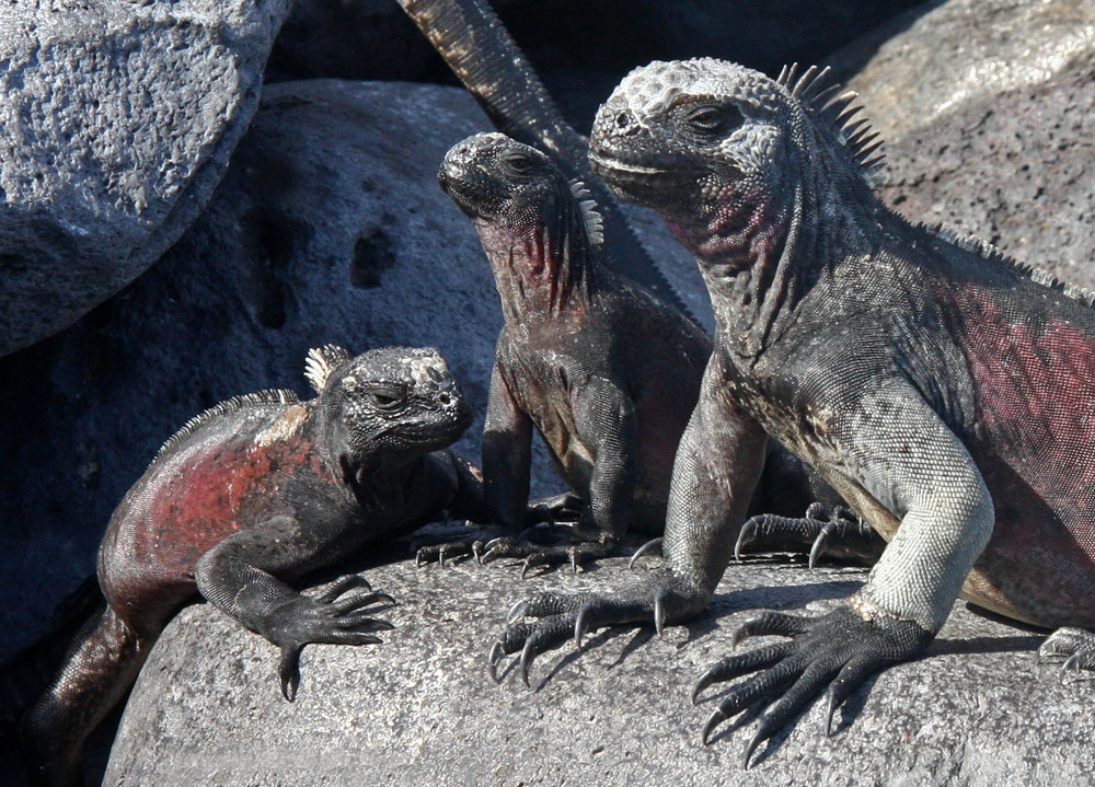 Iguanes marins des Galapagos