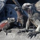 Iguanes marins des Galapagos