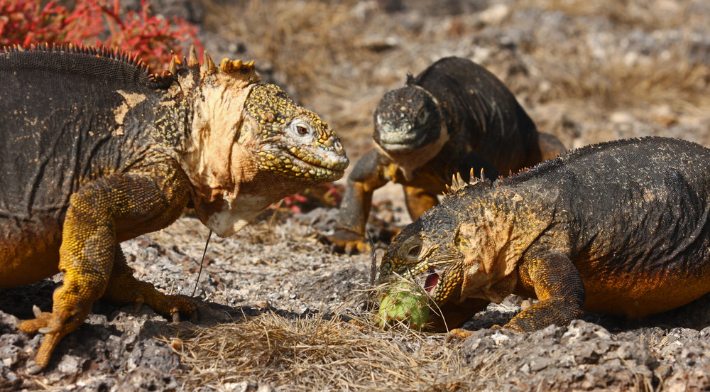 Iguanes terrestres des Galapagos