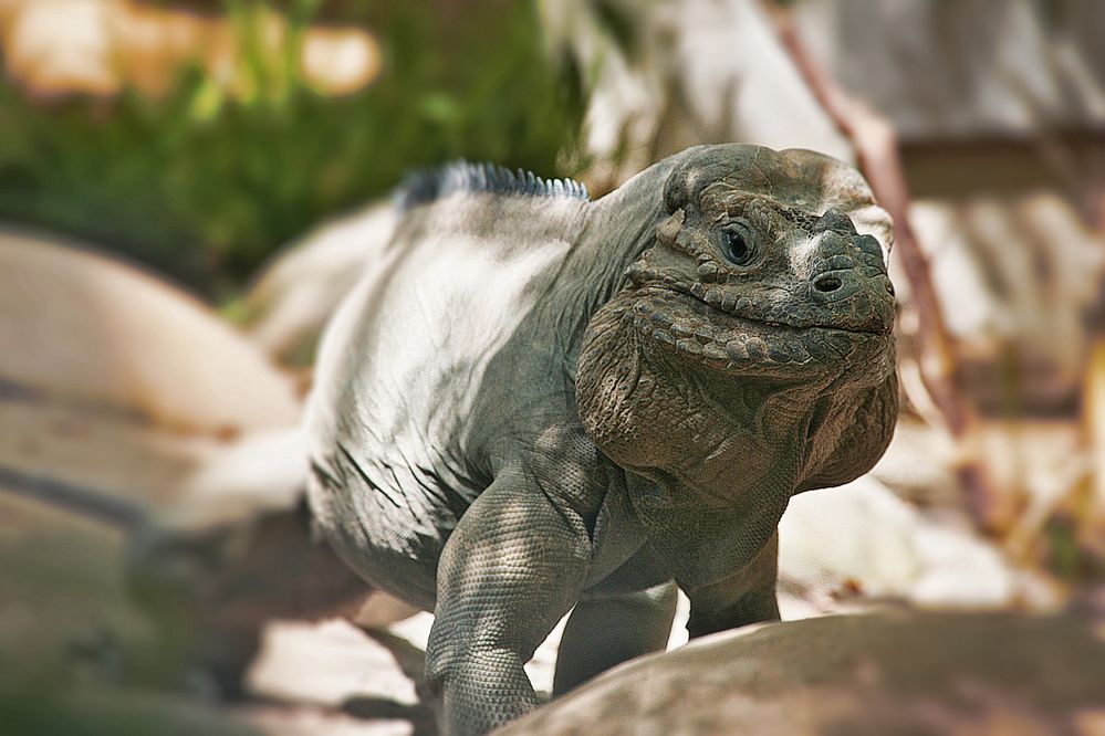 Iguanidae - Leguane