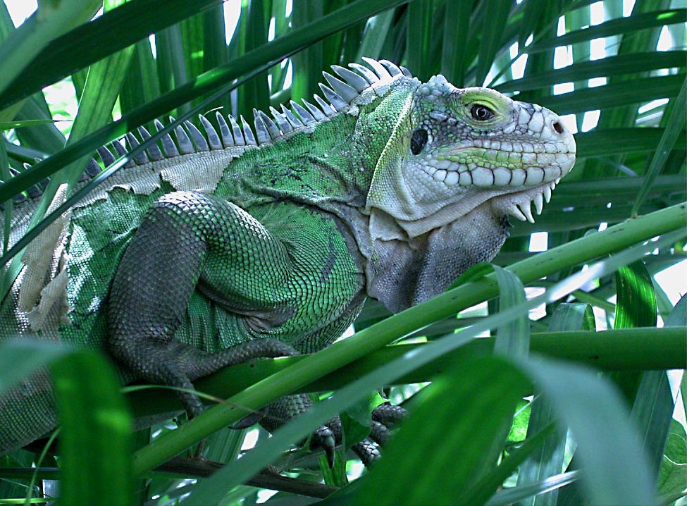 iguanne voyage en guadeloupe en 2007