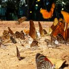 Iguaçubutterflies