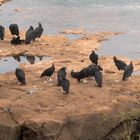 Iguazú - Brazil - Rabengeier #1