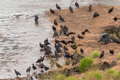 Iguazú - Brazil - Rabengeier #2