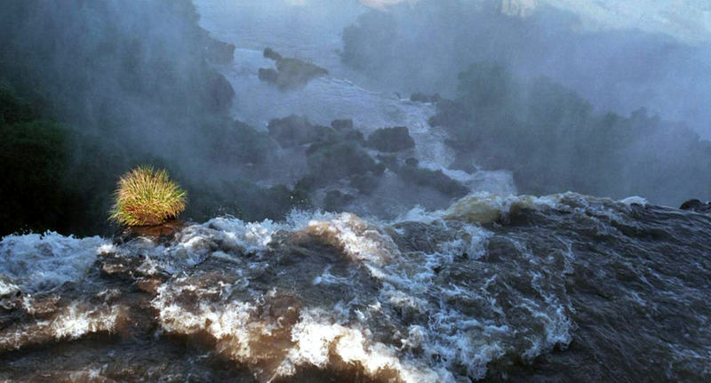 Iguazu Falls - surviver