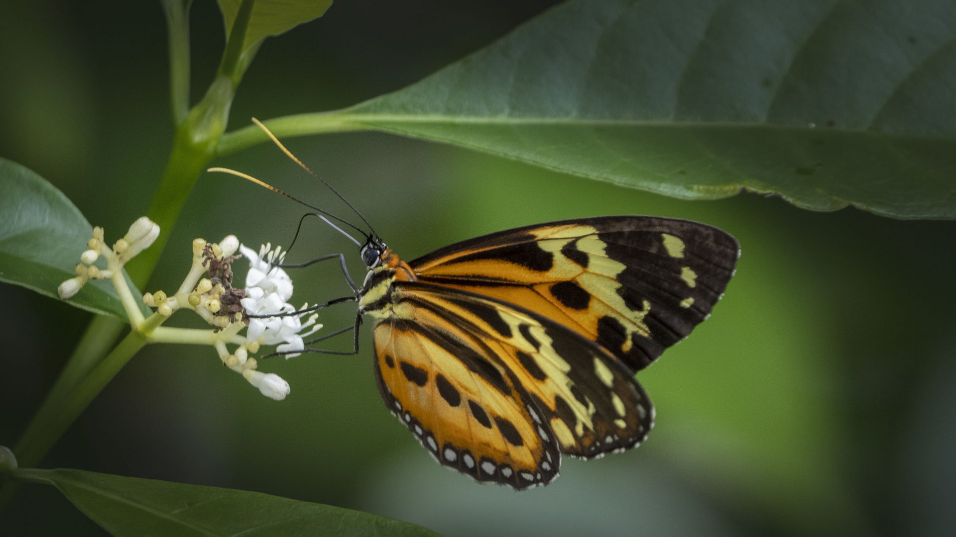 Iguazú- Mariposa #1 - Tithorea harmonia