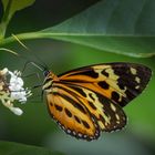 Iguazú- Mariposa #1 - Tithorea harmonia