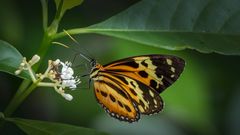 Iguazú- Mariposa #1 - Tithorea harmonia