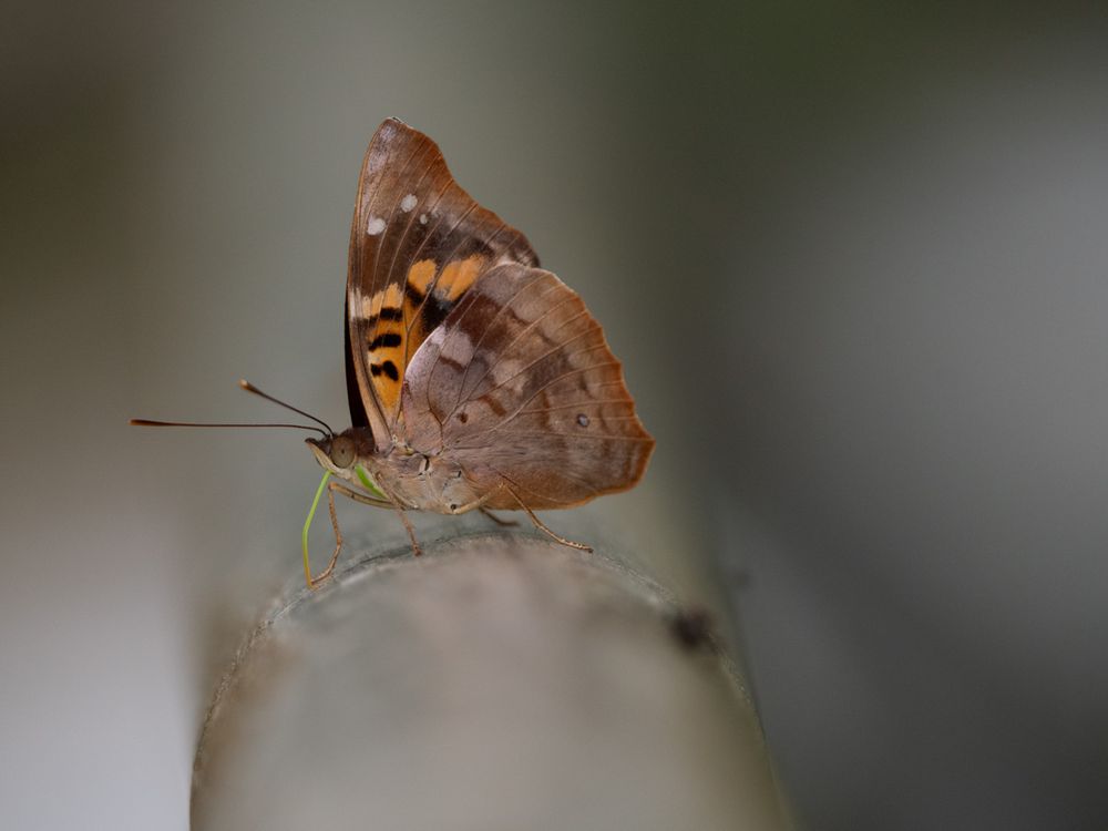 Iguazú- Mariposa #2 - Schillerfalter