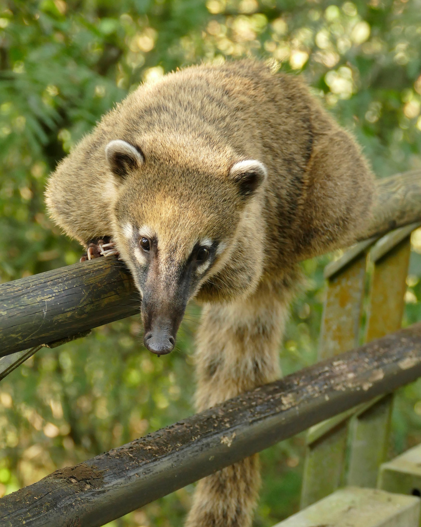 Iguazu Nasenbär