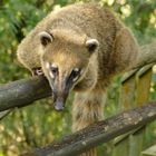 Iguazu Nasenbär