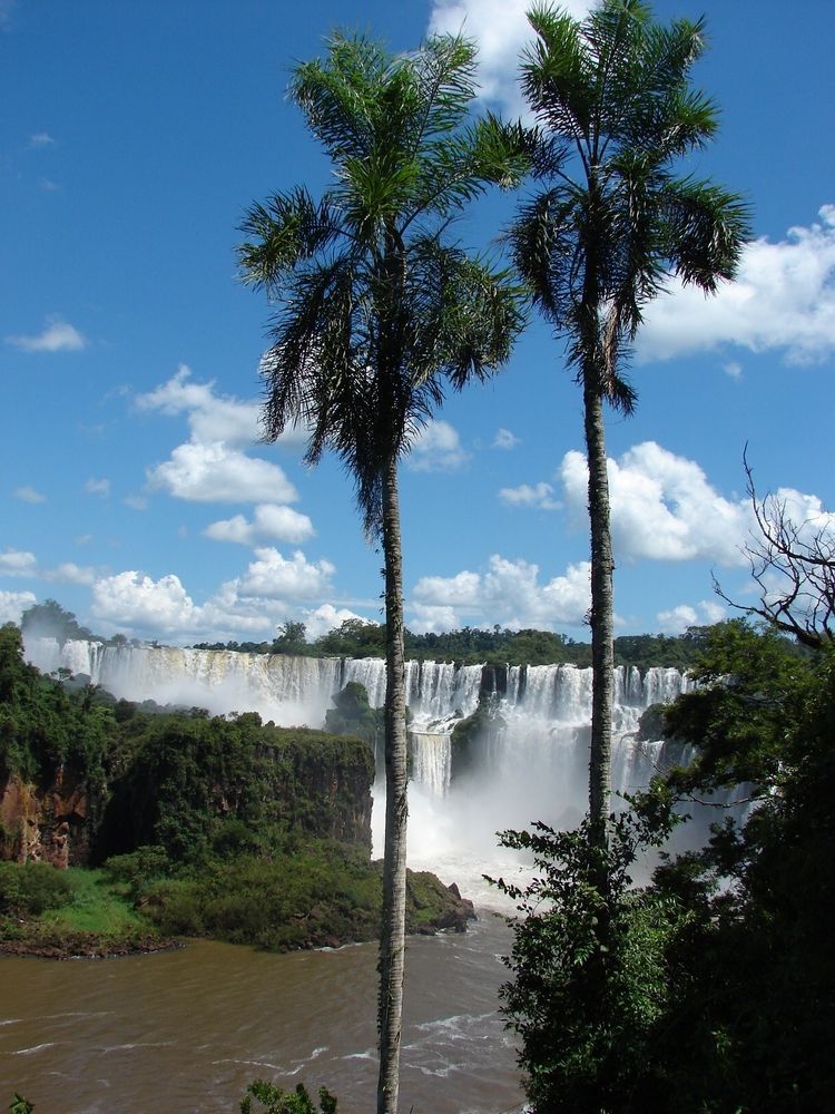 IGUAZU PALMERAS - ARGENTINA