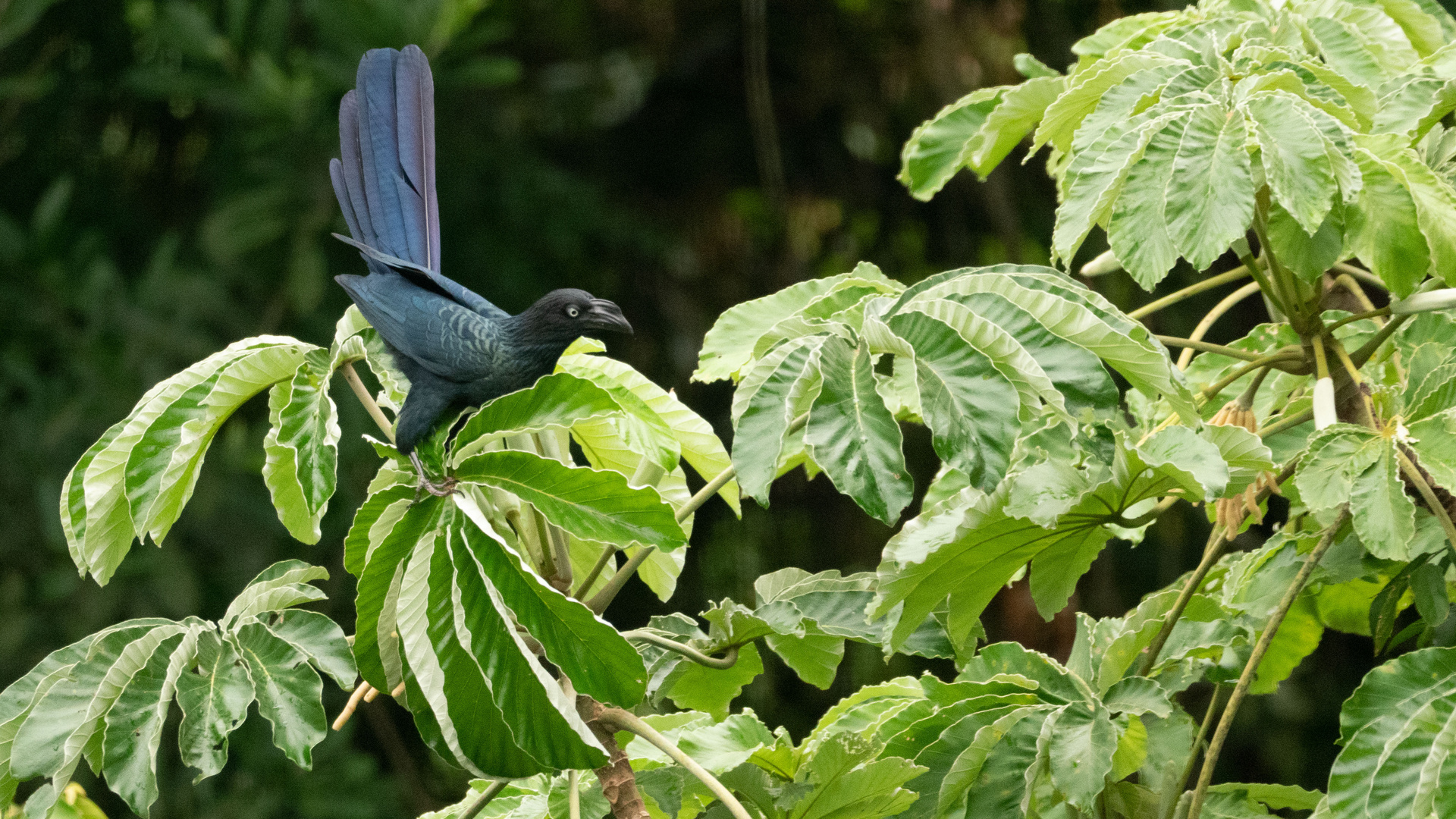 Iguazú - Riesenani