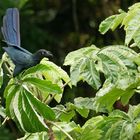 Iguazú - Riesenani